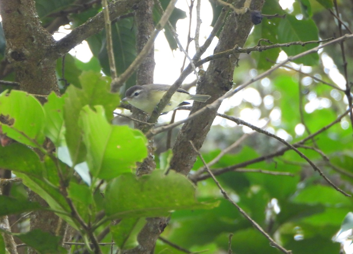 Brown-capped Vireo - ML645815086