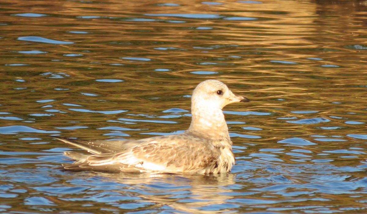 California Gull - ML645815094