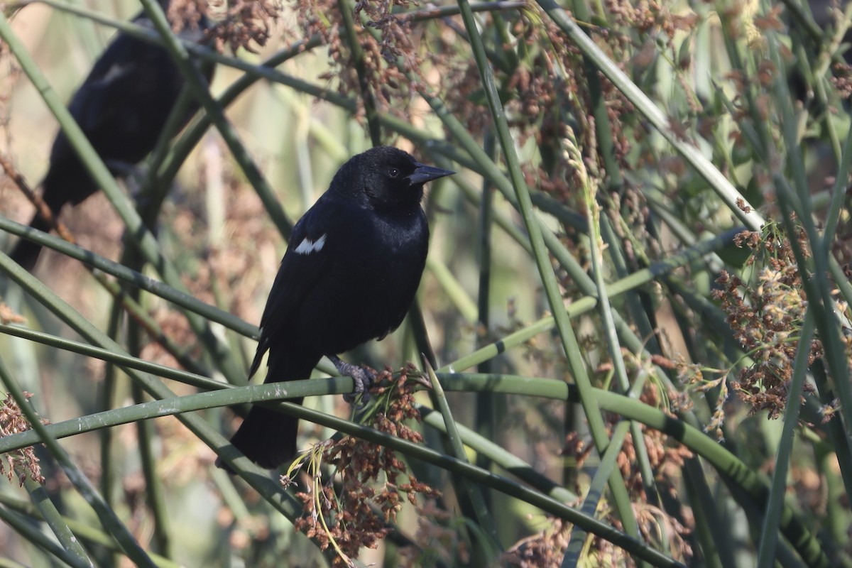 Tricolored Blackbird - ML645815097