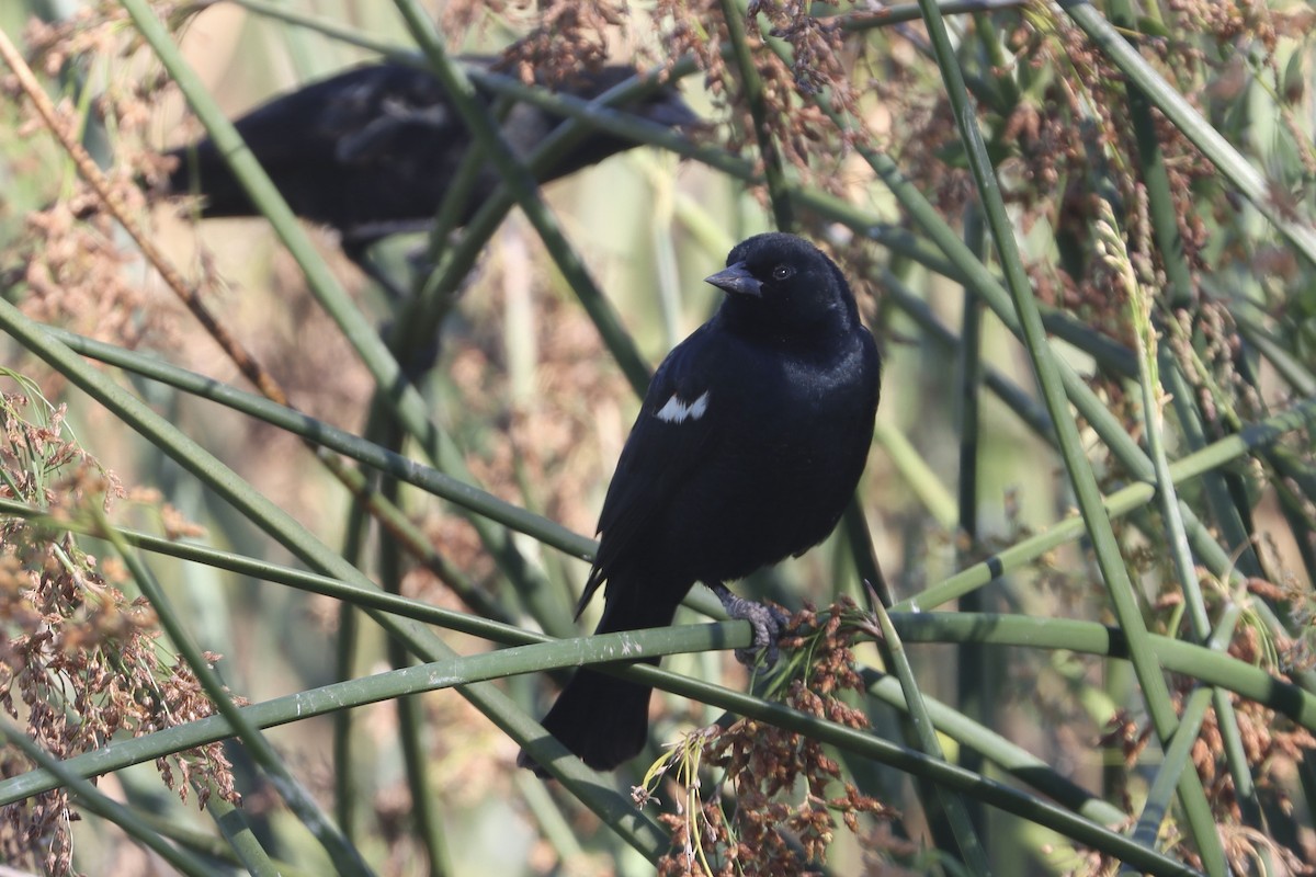 Tricolored Blackbird - ML645815098