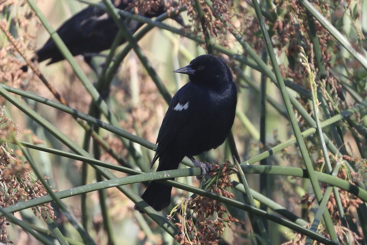 Tricolored Blackbird - ML645815099