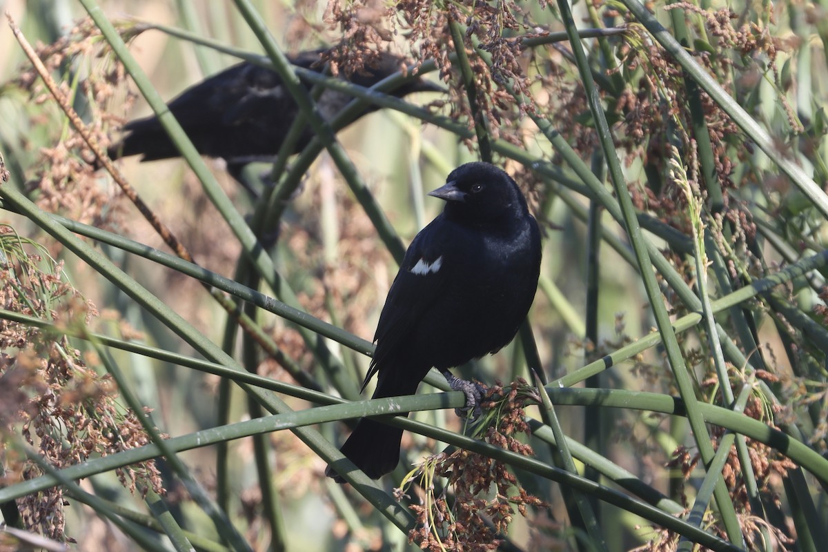 Tricolored Blackbird - ML645815100