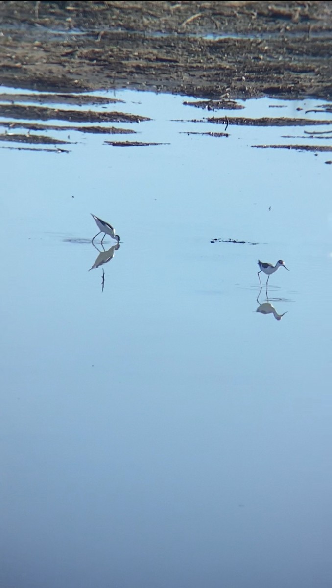 Échasse d'Amérique - ML645815101