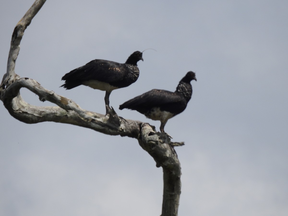 ツノサケビドリ - ML645815111