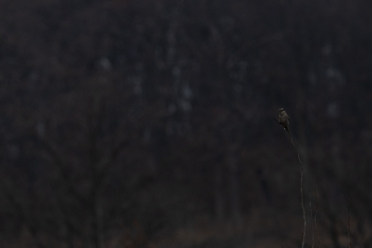 Northern Shrike - ML645815114