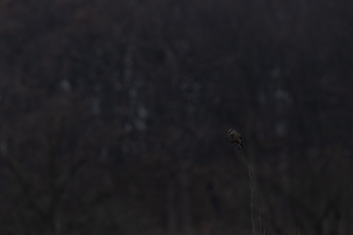 Northern Shrike - ML645815115