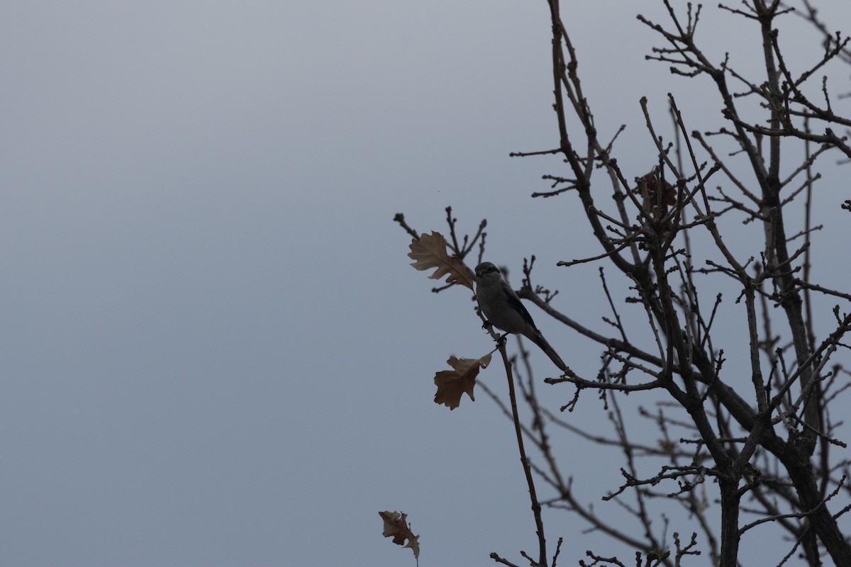 Northern Shrike - ML645815116