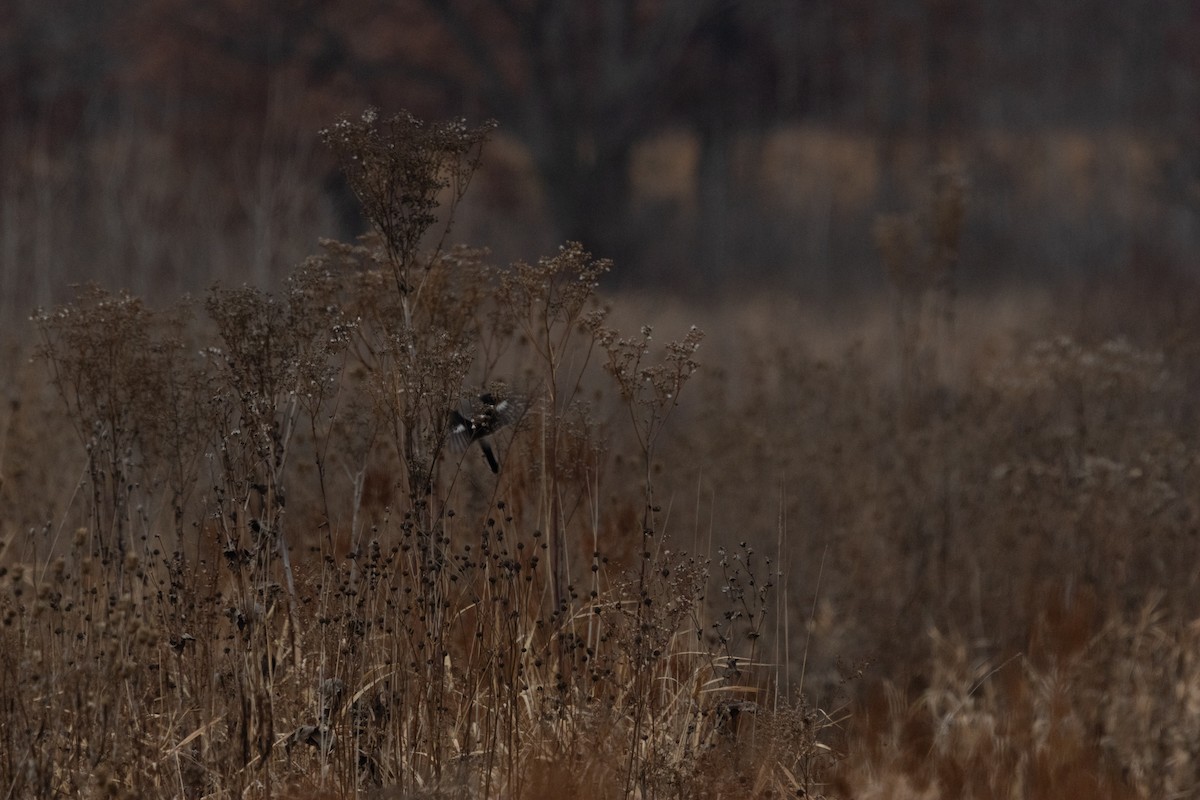 Northern Shrike - ML645815117