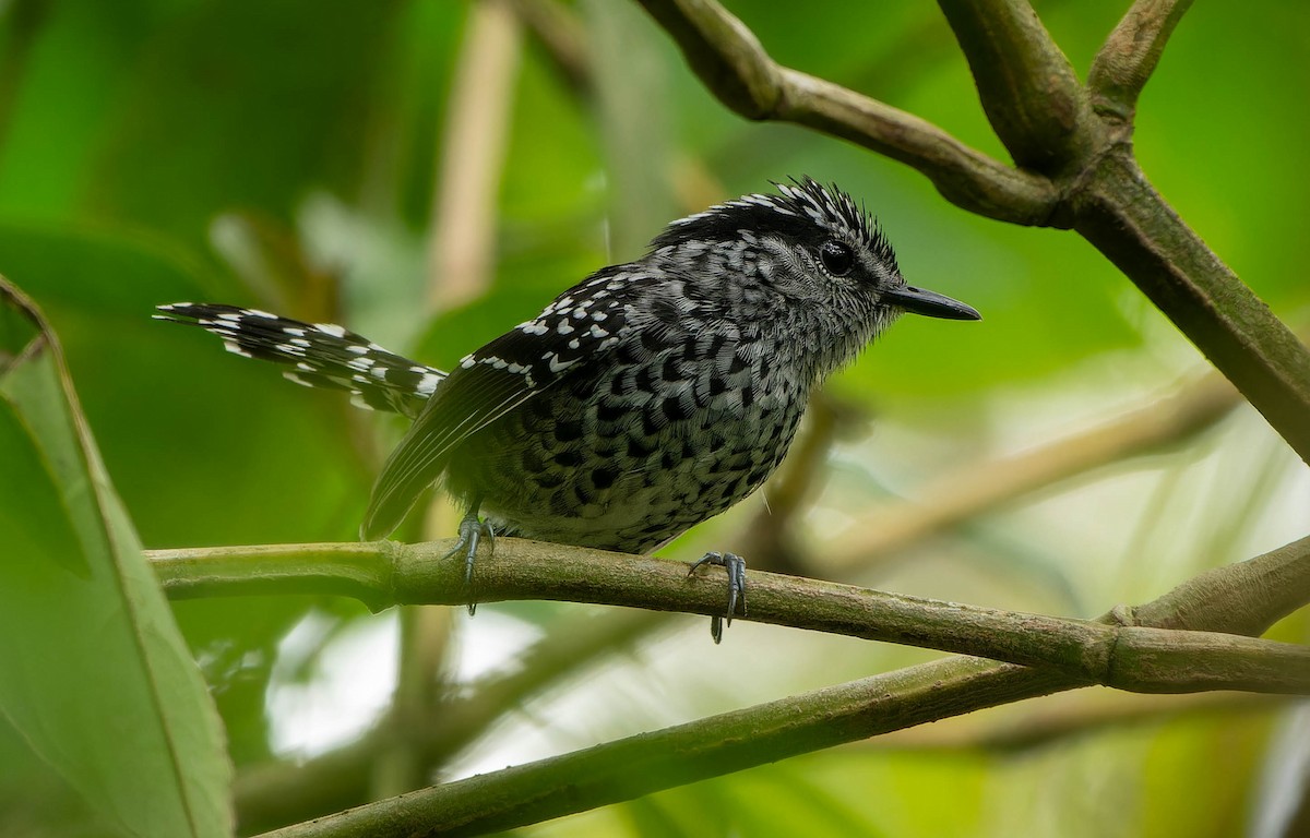 Scaled Antbird - ML645815131