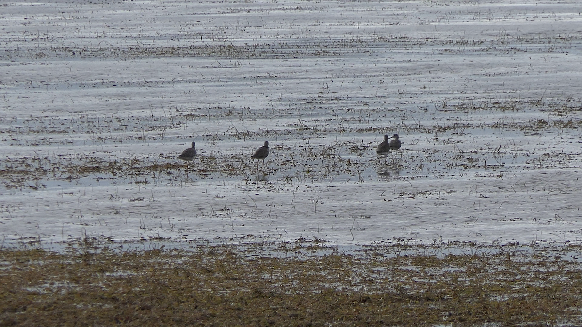 Greater Yellowlegs - ML645815132