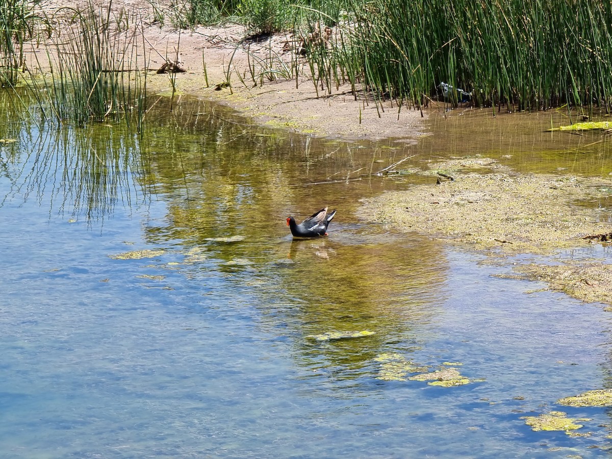 Common Gallinule - ML645815134