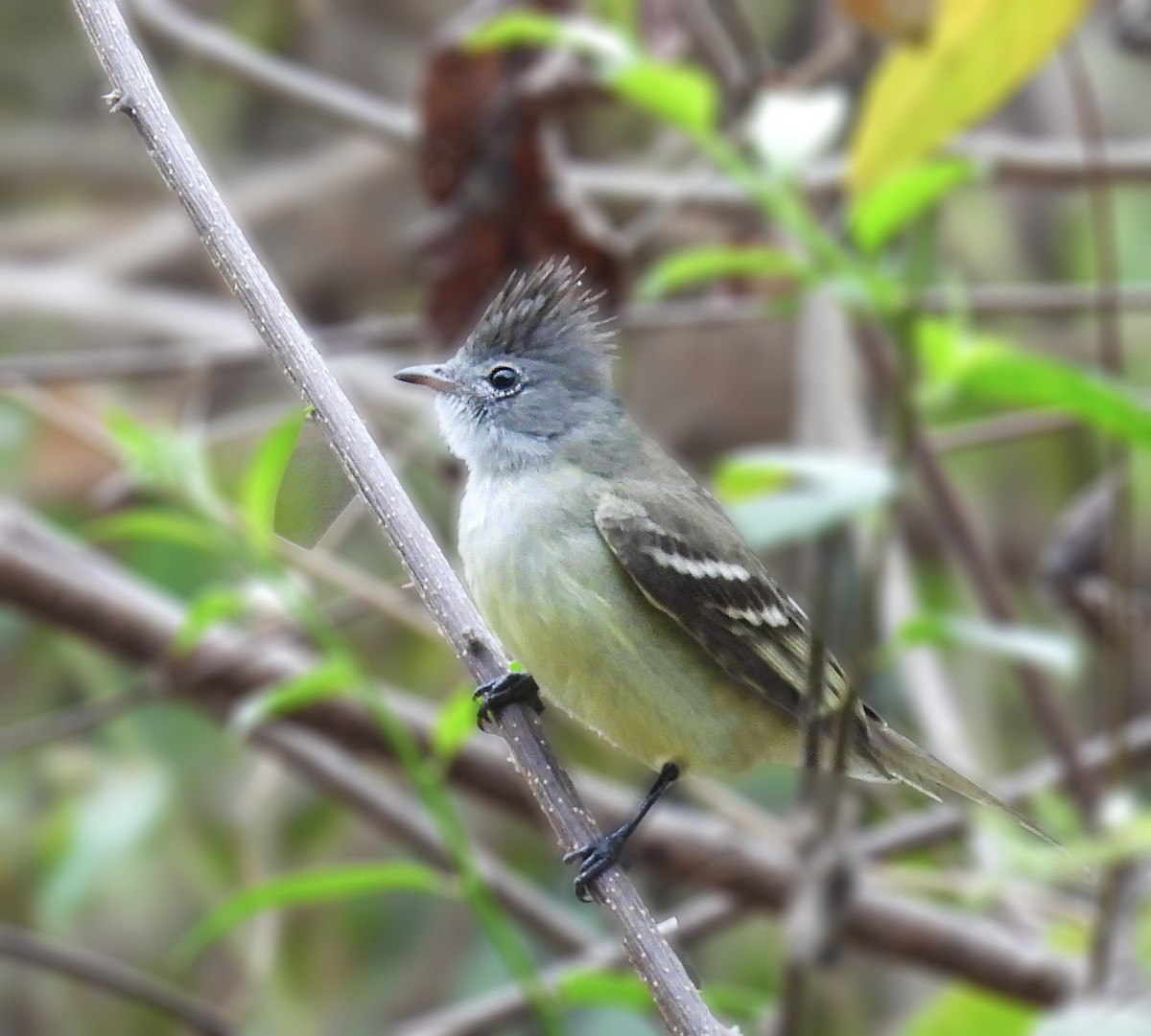 Желтобрюхая эления - ML645815139