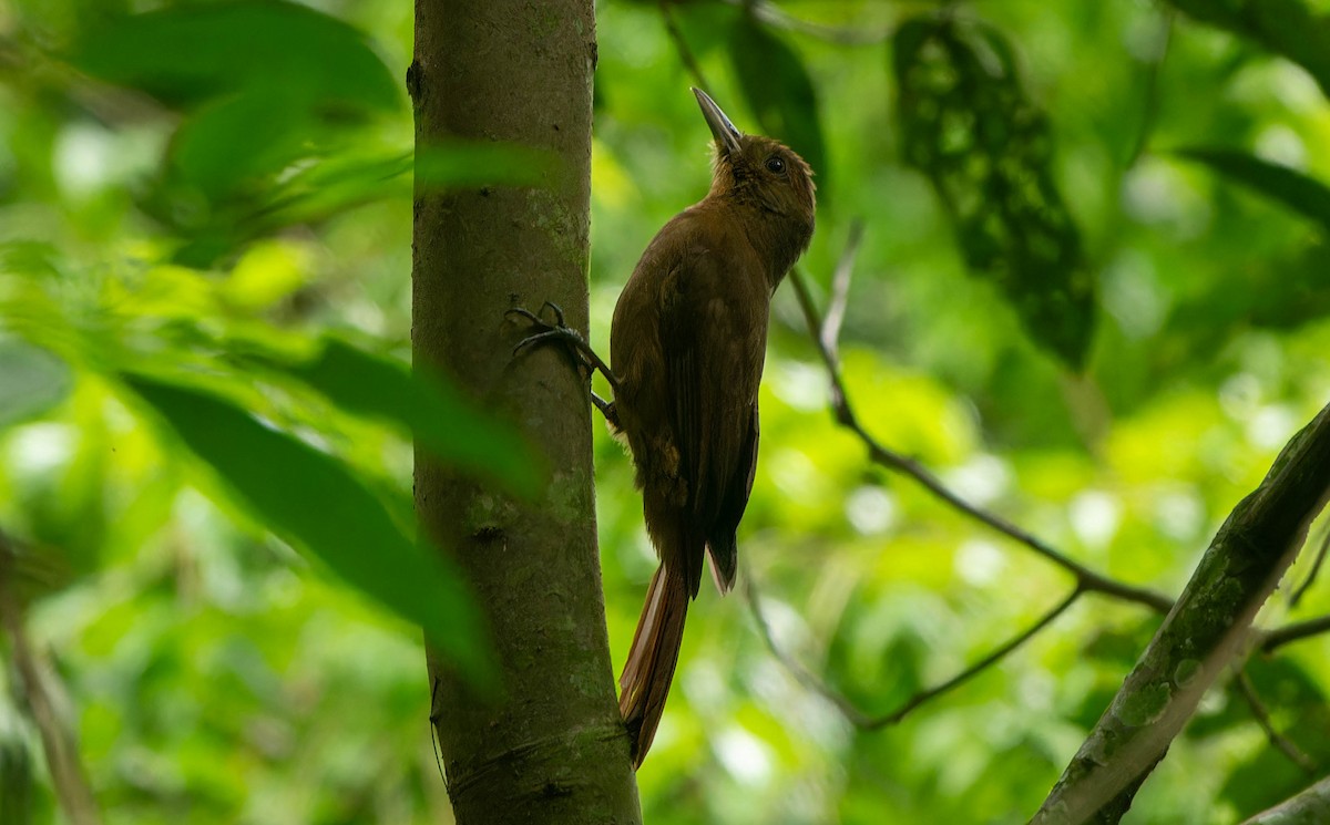 Грімпар бурий (підвид turdina) - ML645815145