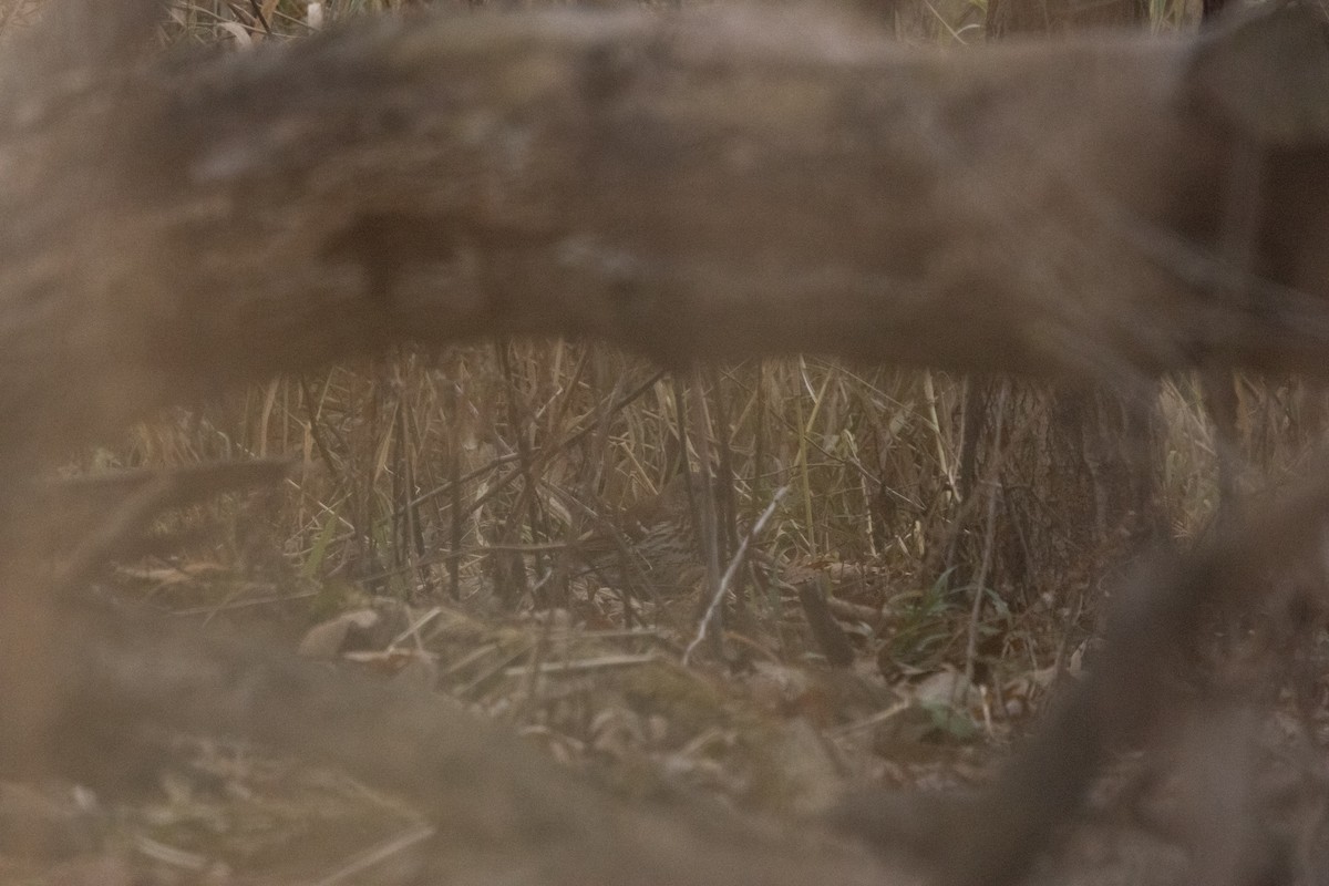 Brown Thrasher - ML645815147