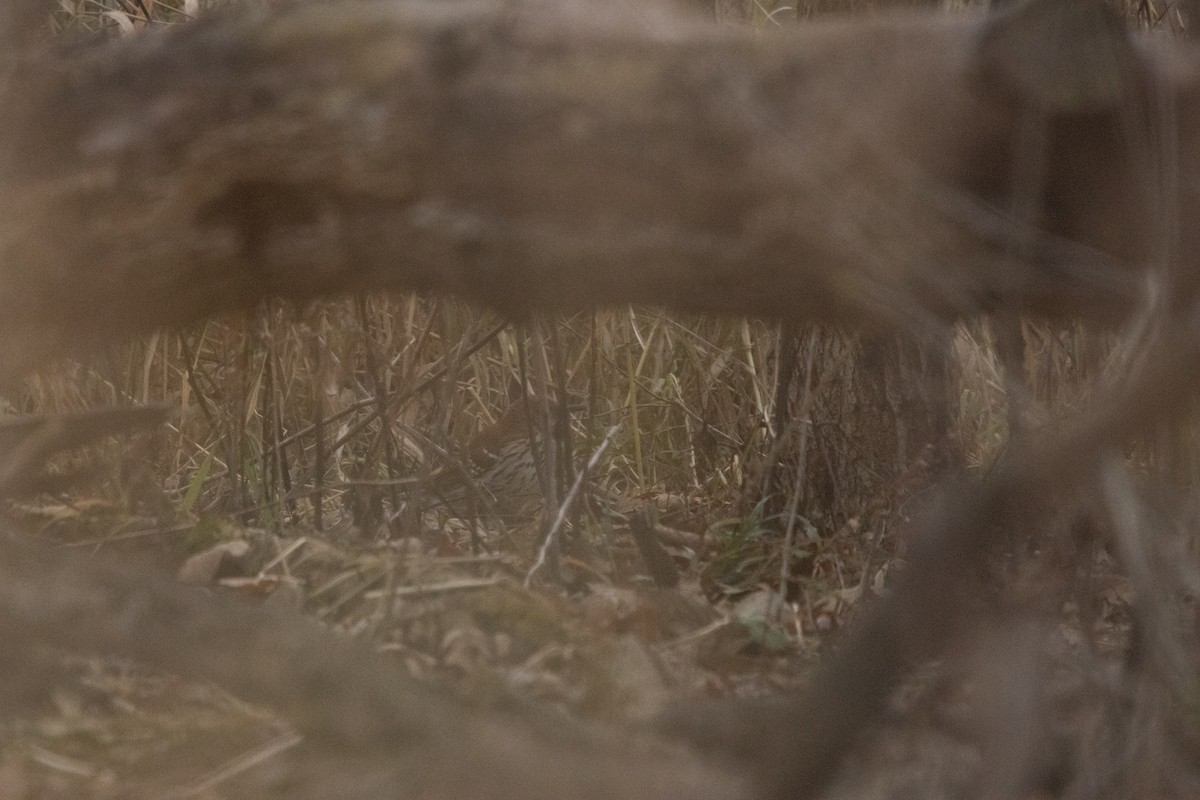 Brown Thrasher - ML645815148