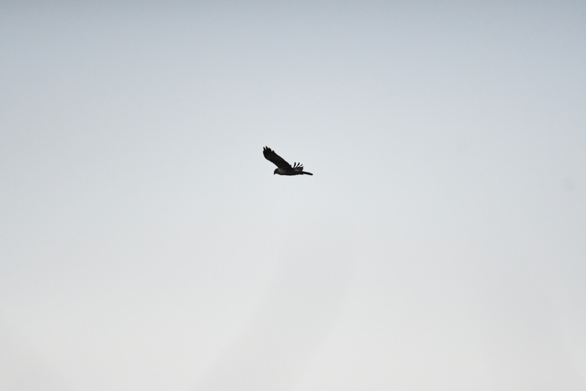 Eastern Marsh Harrier - ML645815151