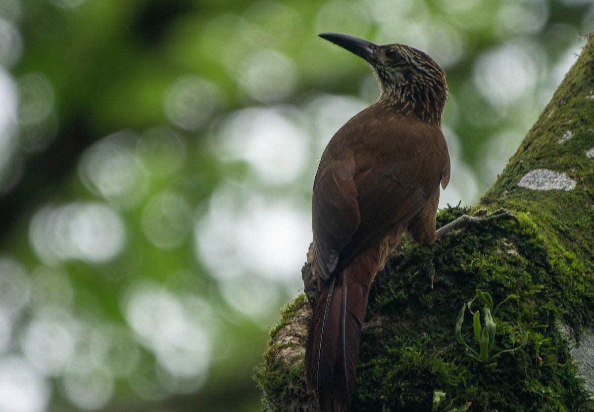 White-throated Woodcreeper - ML645815155