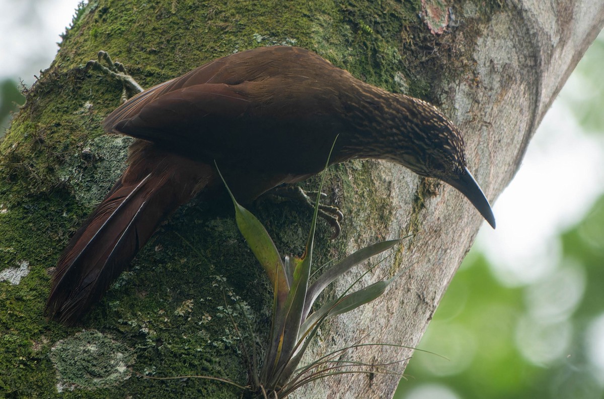 White-throated Woodcreeper - ML645815156