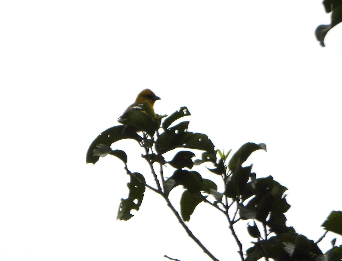 White-winged Tanager - ML645815165