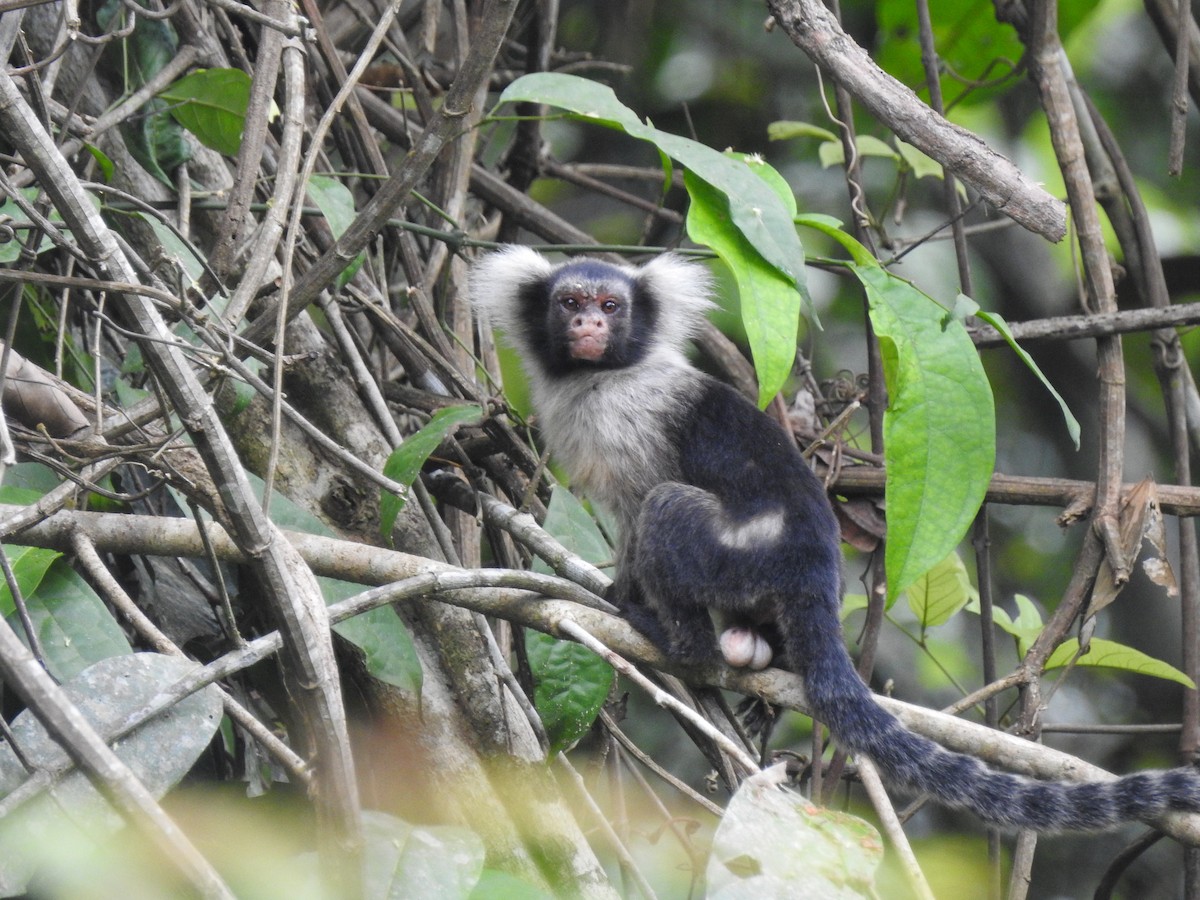 白肩狨 - ML645815178