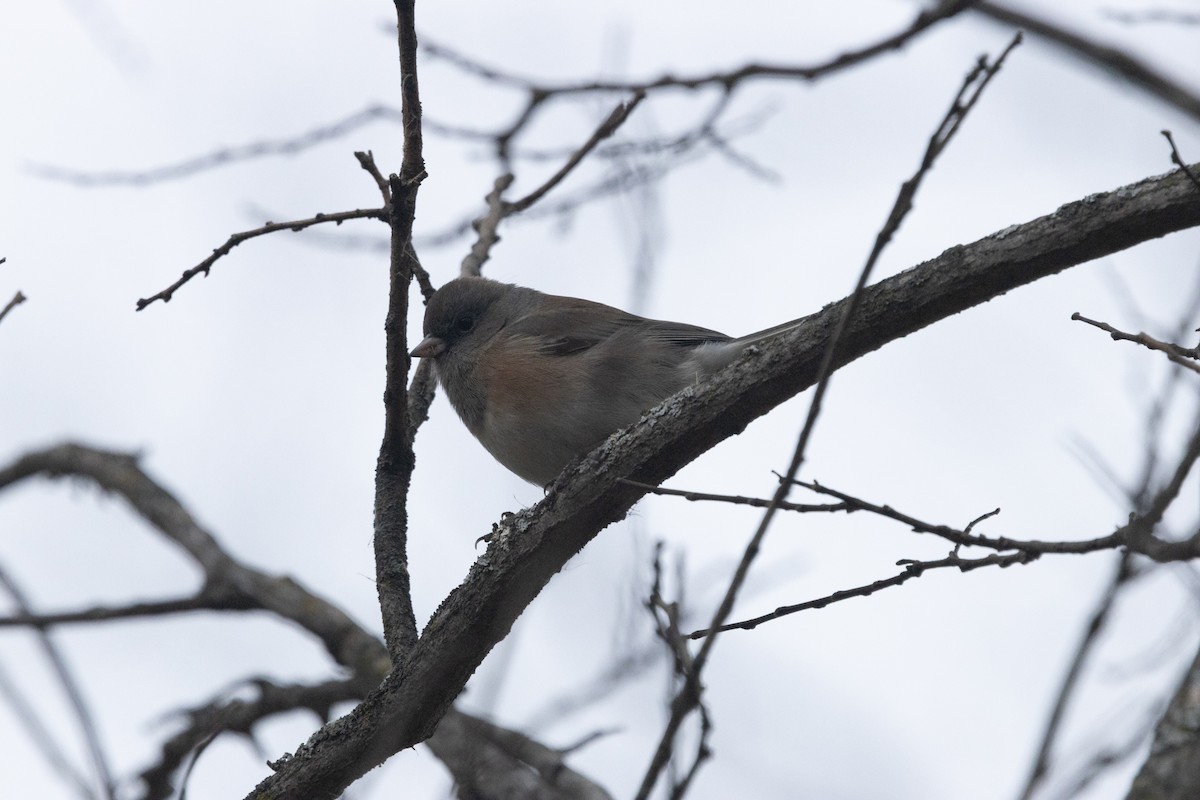 Dark-eyed Junco (Oregon) - ML645815181