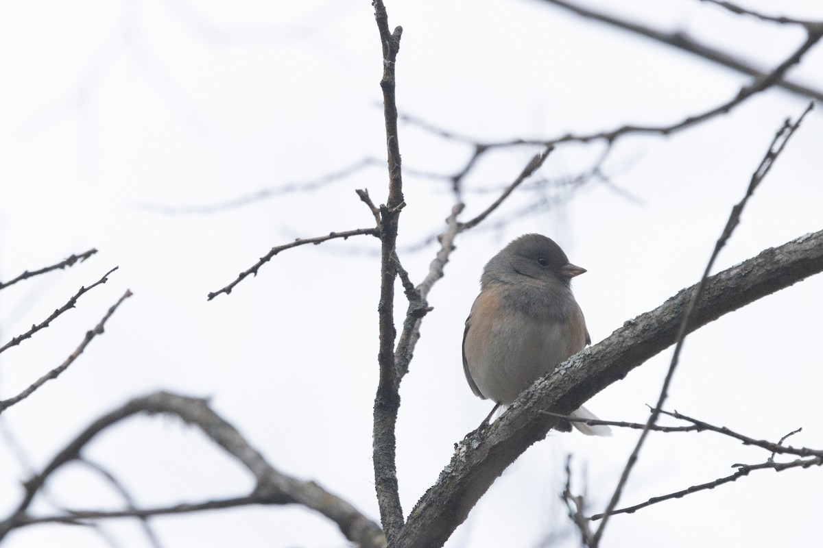 Dark-eyed Junco (Oregon) - ML645815182