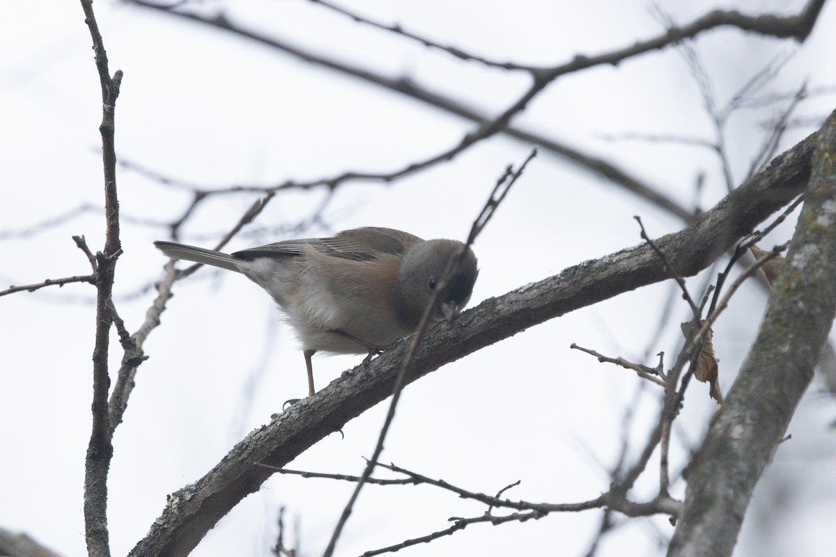 Dark-eyed Junco (Oregon) - ML645815183