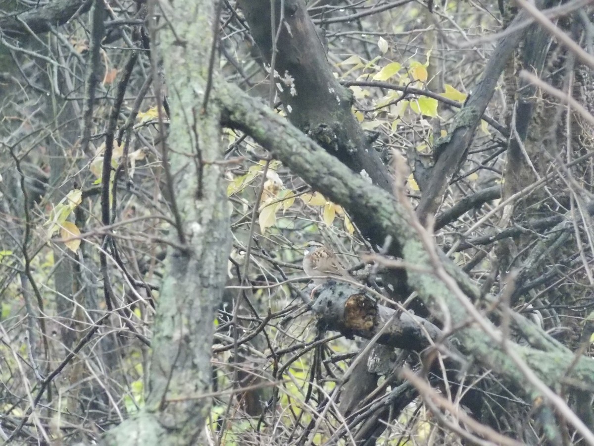 White-throated Sparrow - ML645815186