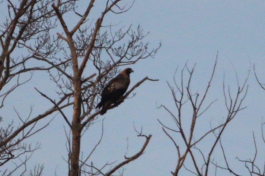 Golden Eagle - ML645815189