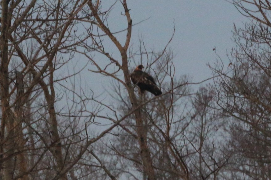 Golden Eagle - ML645815190