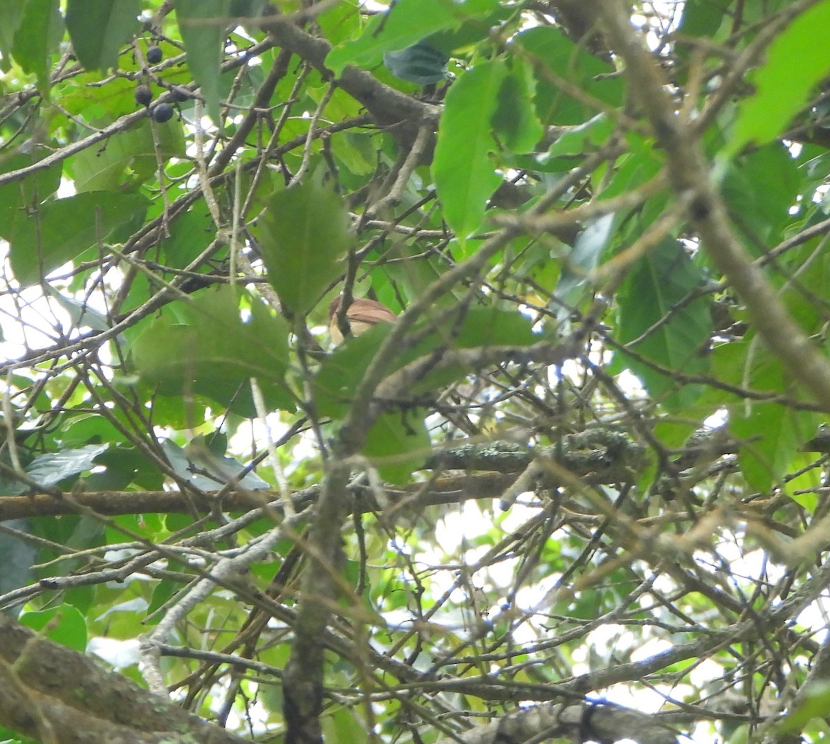 Бекард каштановий - ML645815202