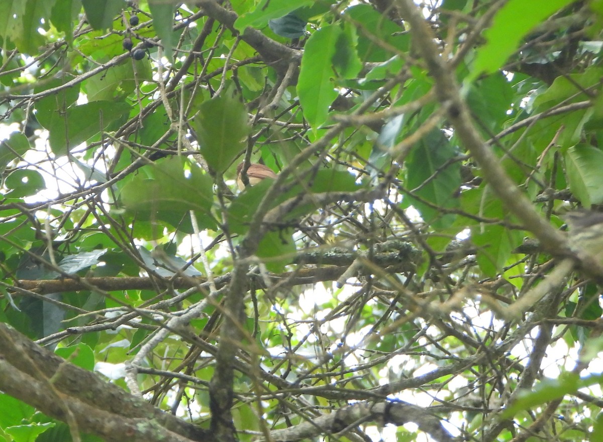 Бекард каштановий - ML645815203