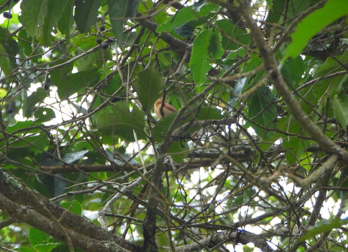 Бекард каштановий - ML645815204