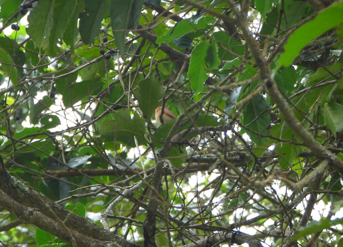 Бекард каштановий - ML645815205