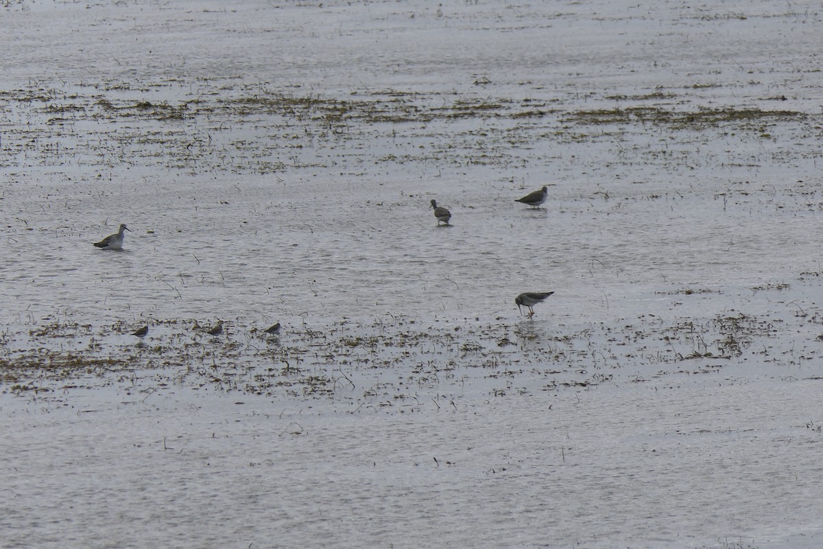 Greater Yellowlegs - ML645815212