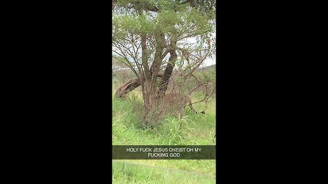 Cheetah - ML645815220