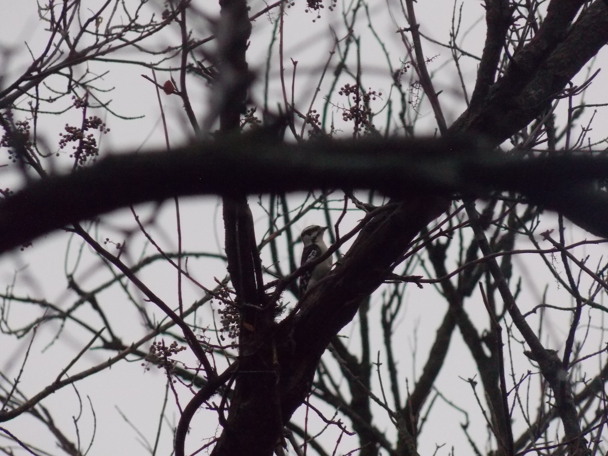 Downy Woodpecker - ML645815224