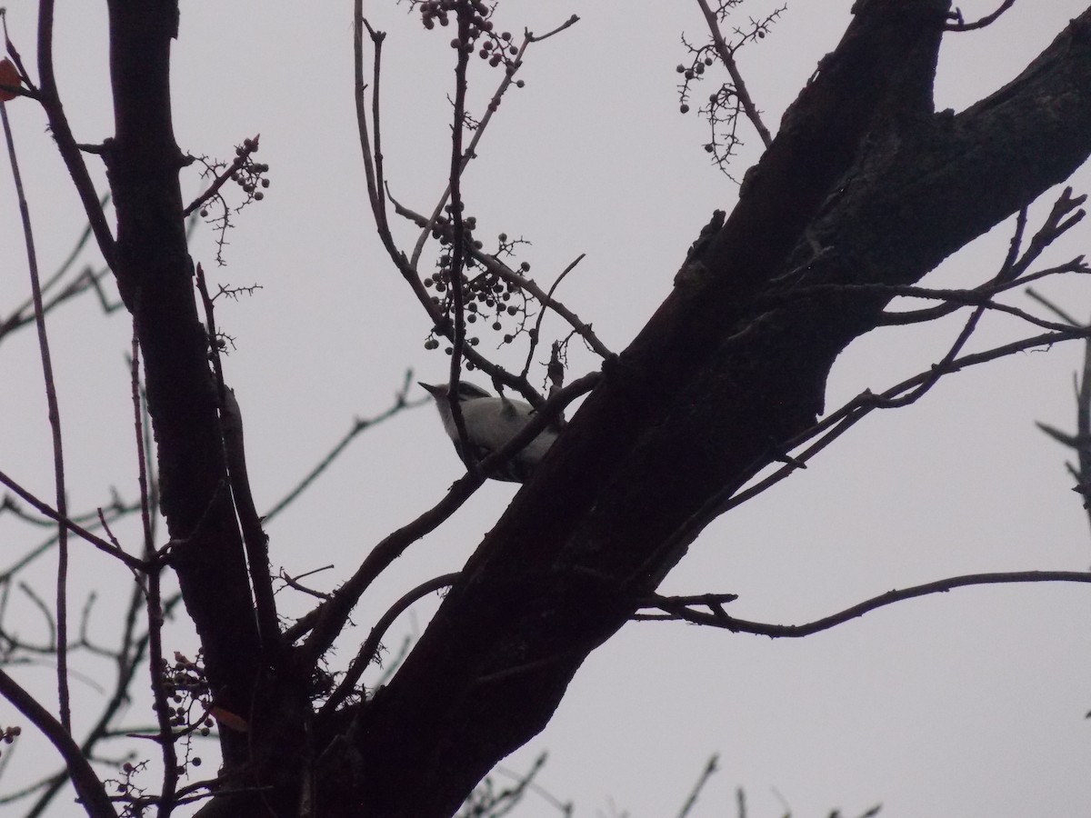 Downy Woodpecker - ML645815226