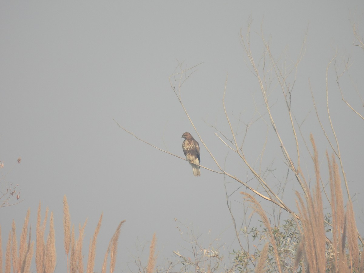 Busardo Moro - ML645815227