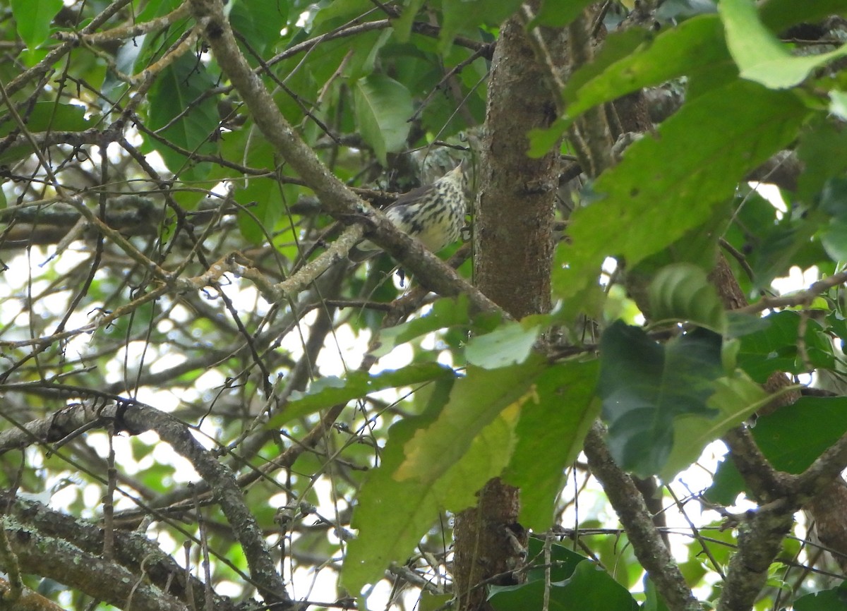 Northern Waterthrush - ML645815228