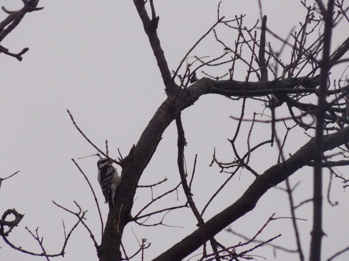 Downy Woodpecker - ML645815229