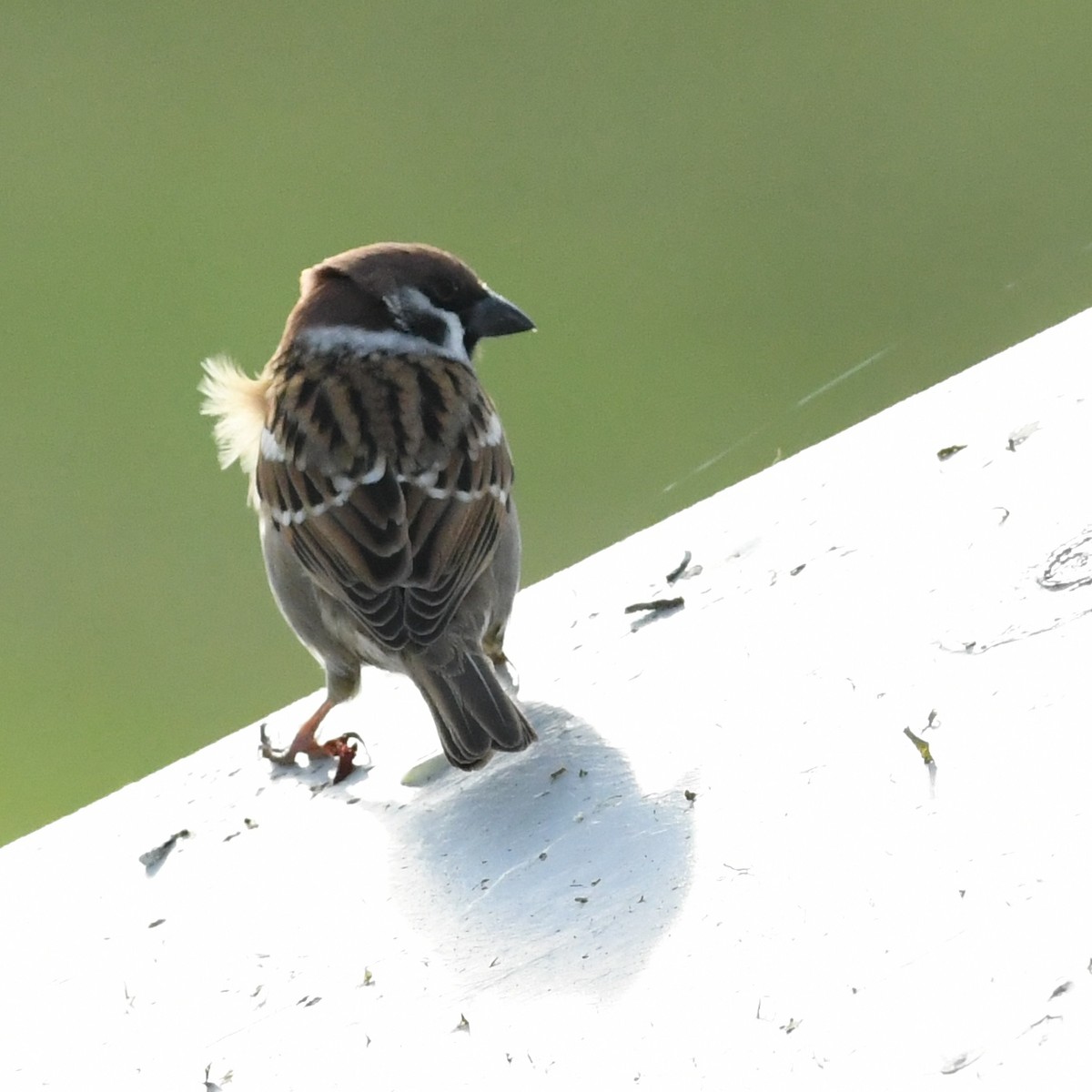 Ağaç Serçesi - ML645815231