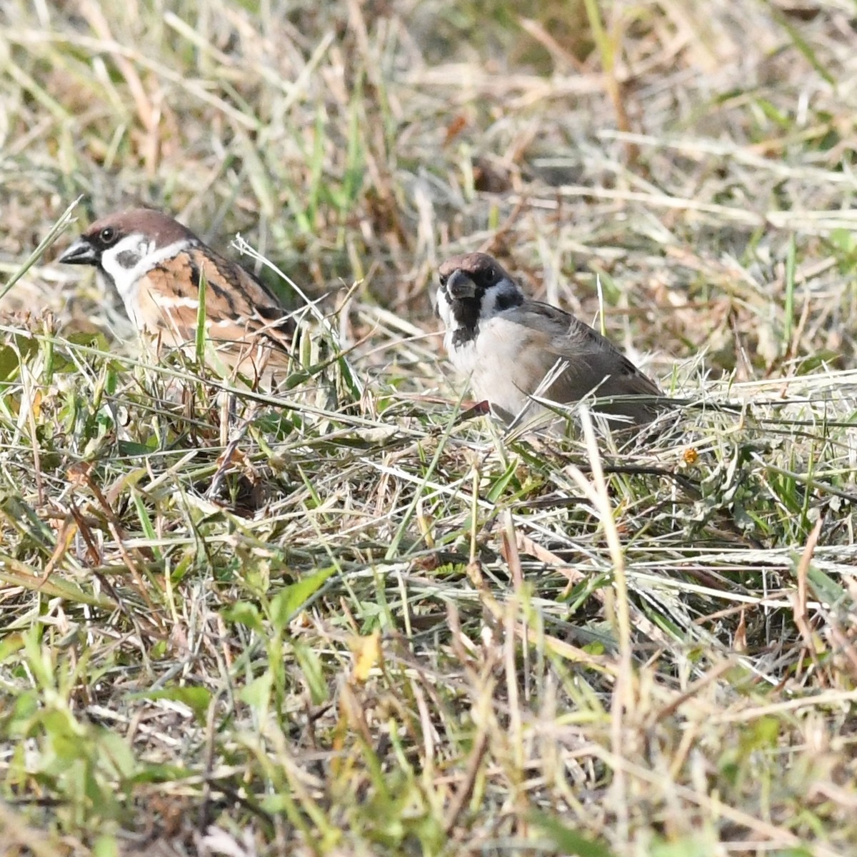 Ağaç Serçesi - ML645815232