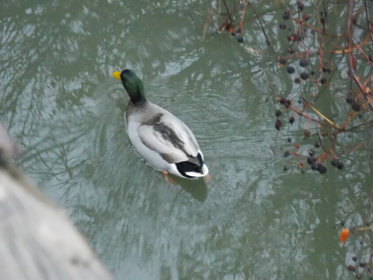 Mallard - ML645815234