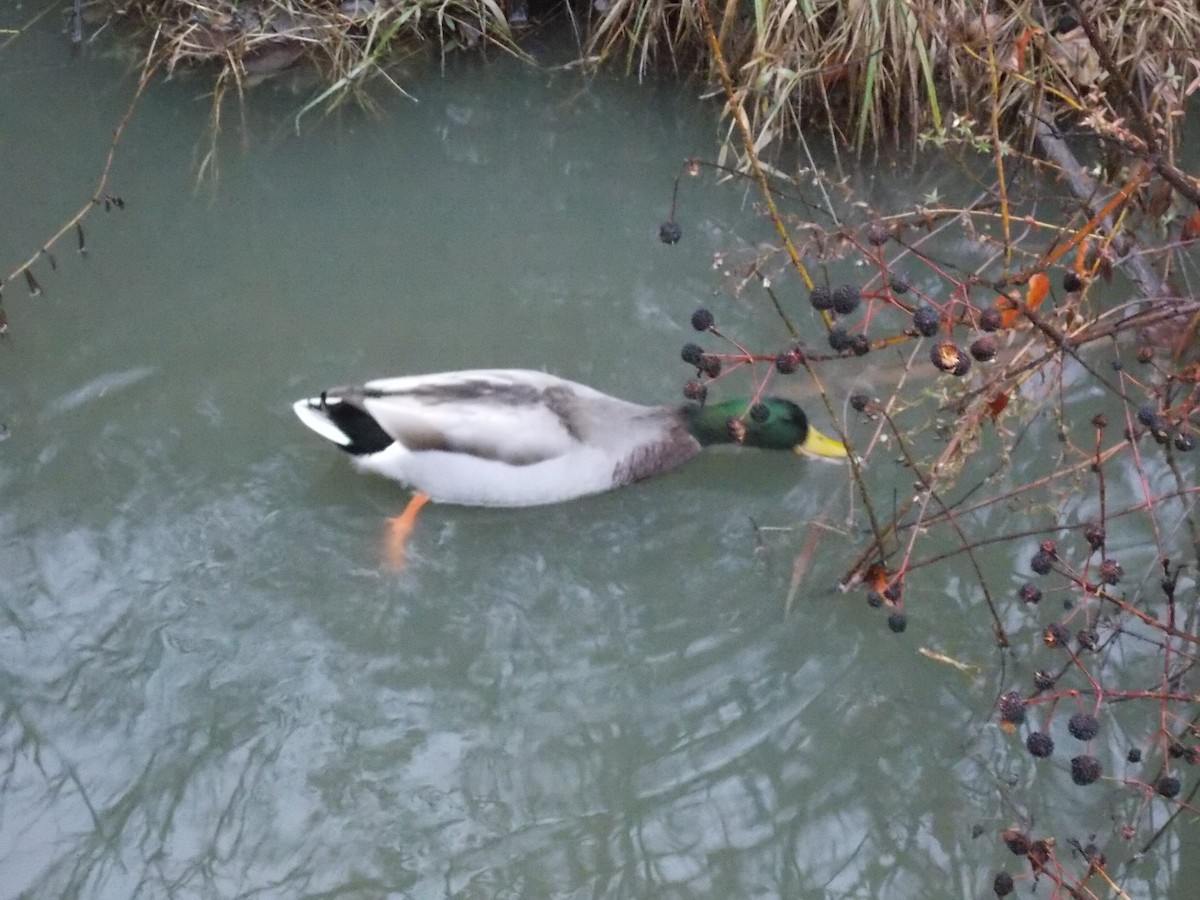 Mallard - ML645815237