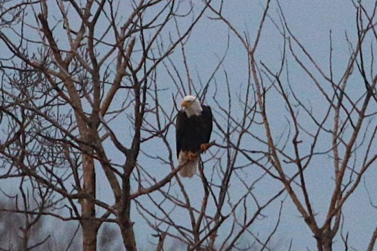Bald Eagle - ML645815238