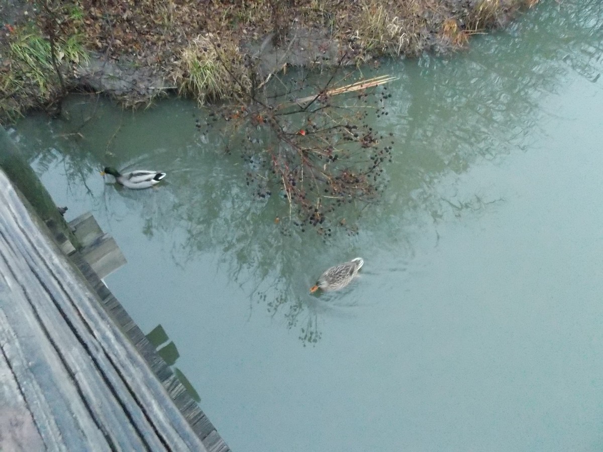 Mallard - ML645815241