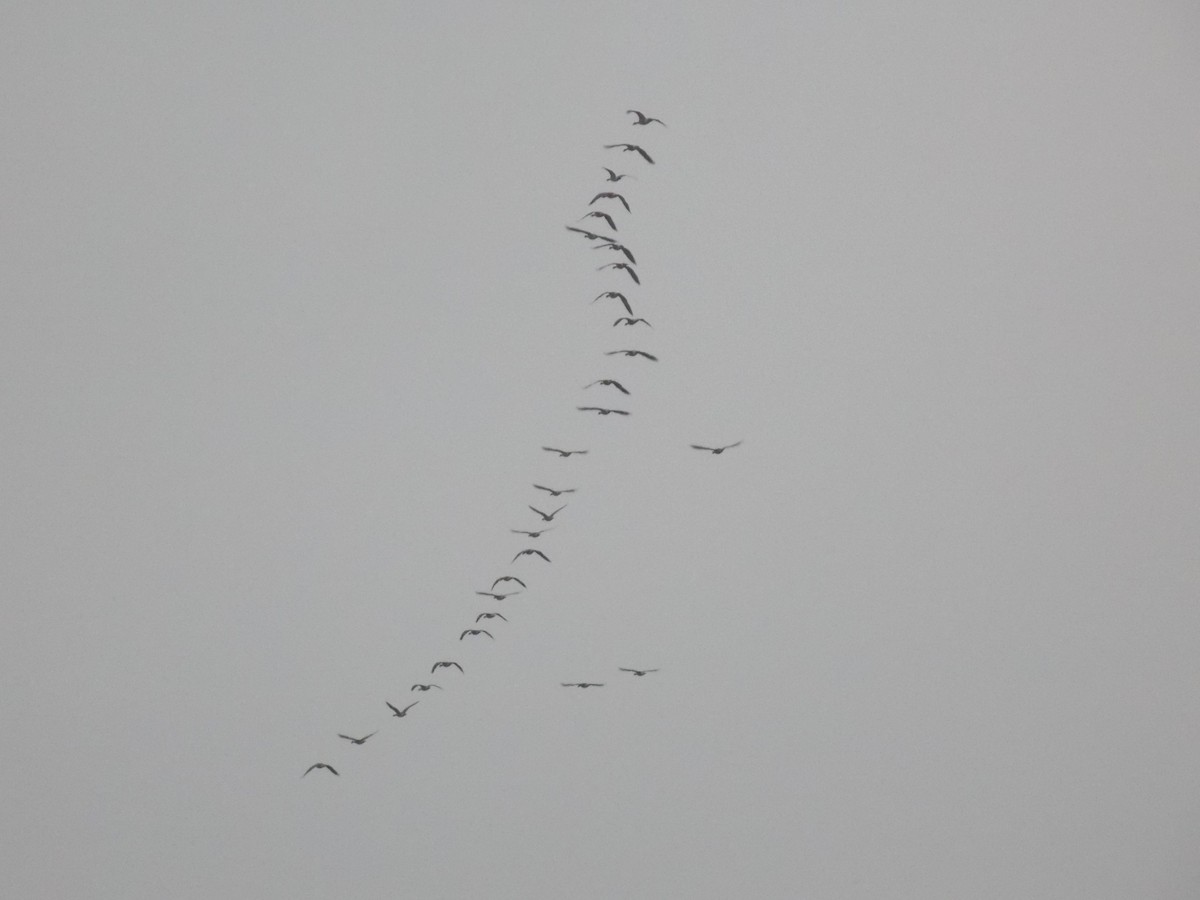 Cackling Goose - ML645815248