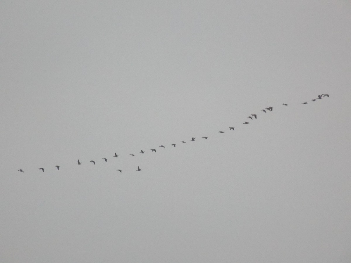 Cackling Goose - ML645815249