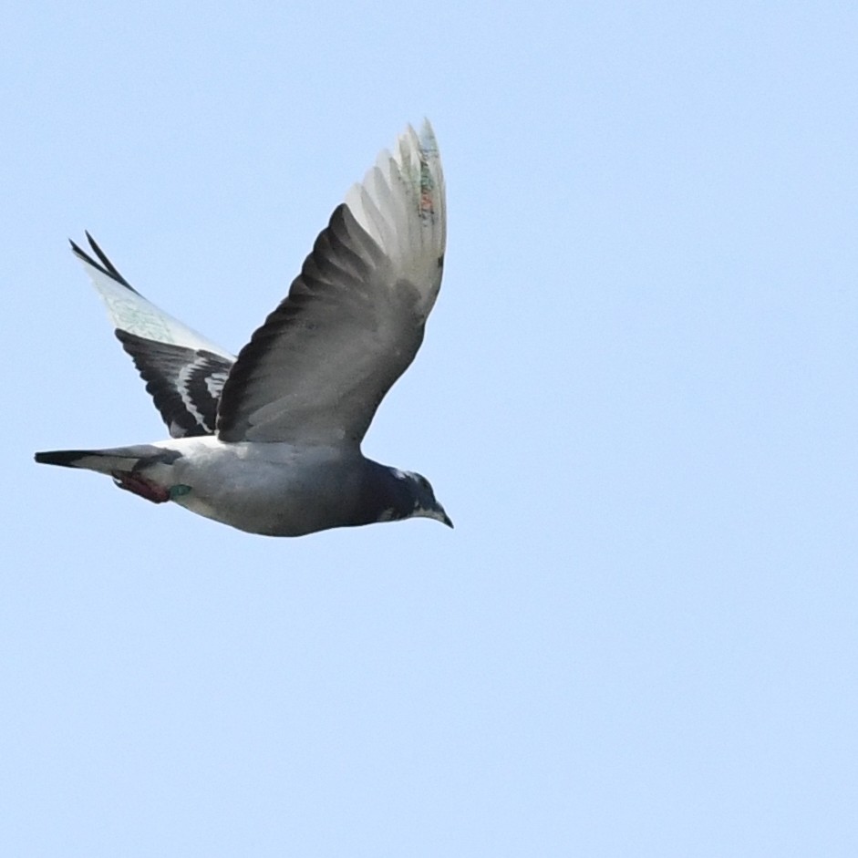 Rock Pigeon (Feral Pigeon) - ML645815250
